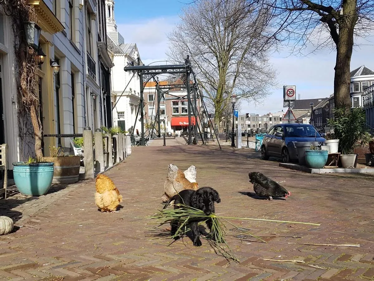 'T Hart Van Schiedam 0*,